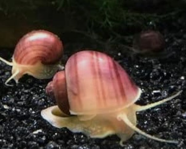X1 Purple/Magenta Mystery Young Snails Tropical Snails 2-3cm
