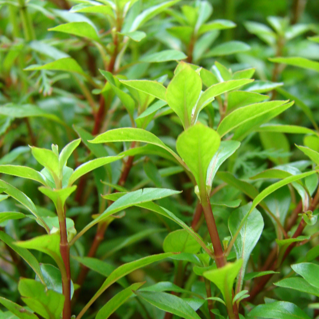 Ludwigia repens Live Aquarium Plants Tropical Aquascaping Fish Tank