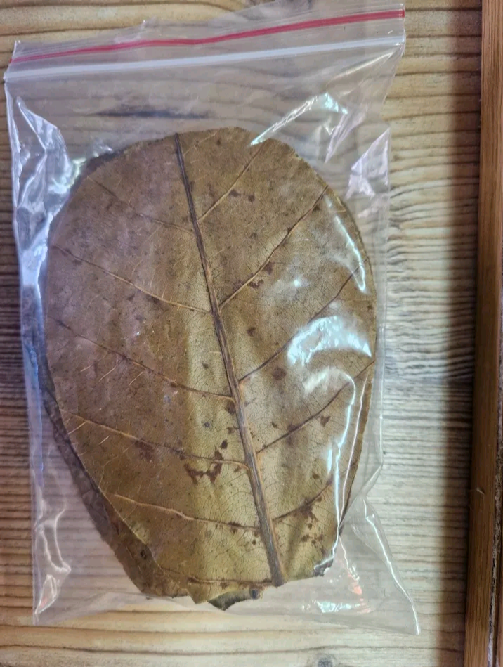 20pk Medium Catappa Indian Almond Leaves for Shrimp Discus Betta Fish Blackwater