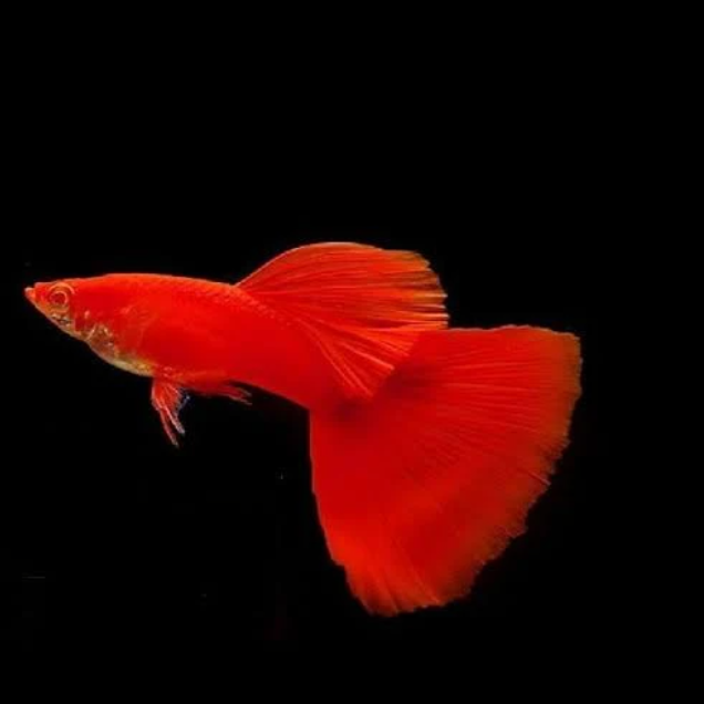 Full Red Albino Guppies Males