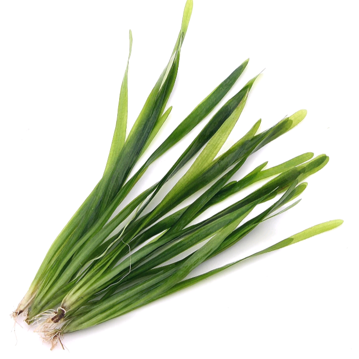 10x Vallisneria Spiralis "Straight " Vallis Live Aquarium Aquatic Plants