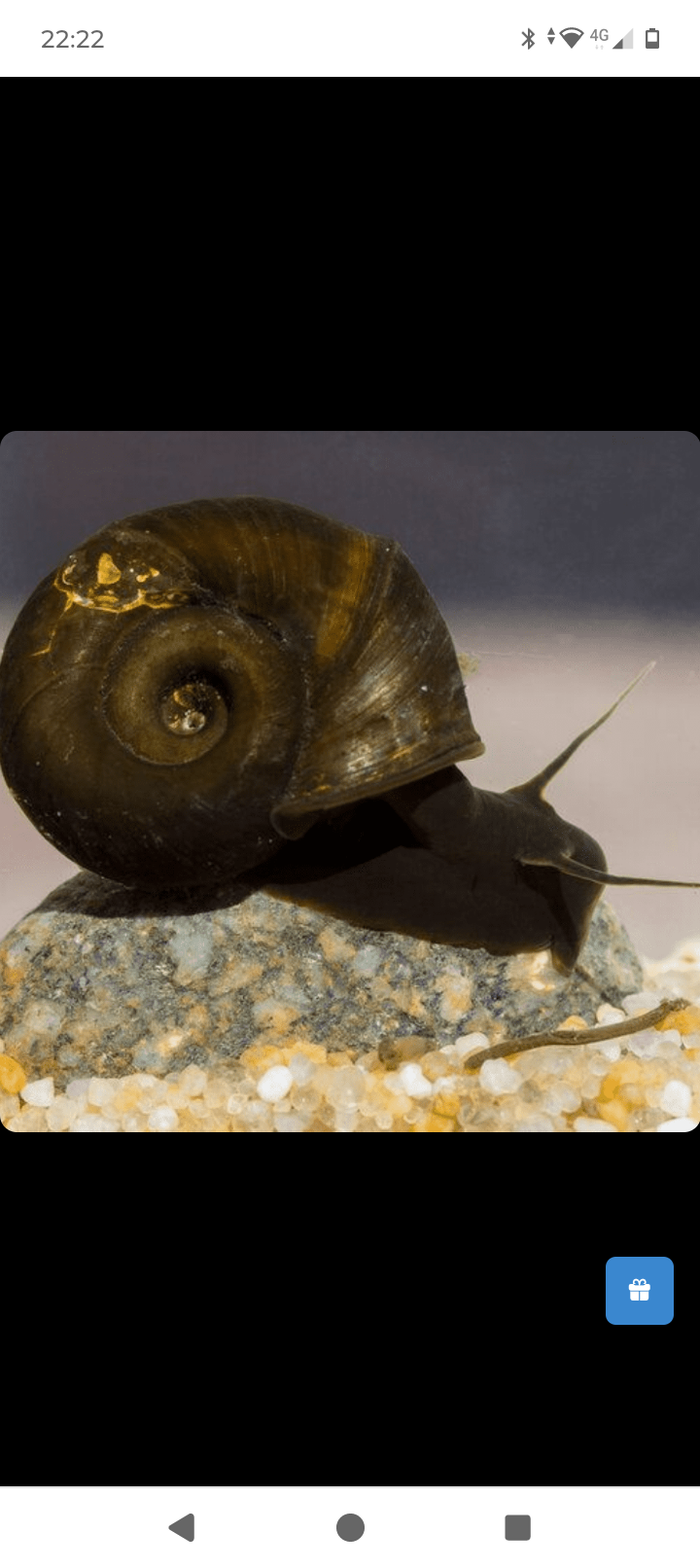 X10 Brown Tropical Ramshorn Snails Aquarium Snails -Various Sizes Algae Eater