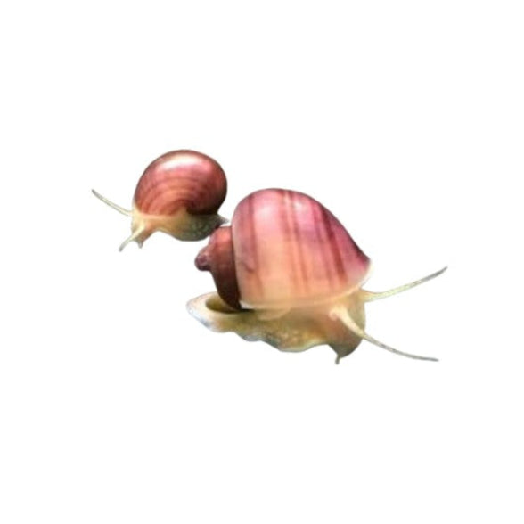 X1 Purple/Magenta Mystery Young Snails Tropical Snails 2-3cm