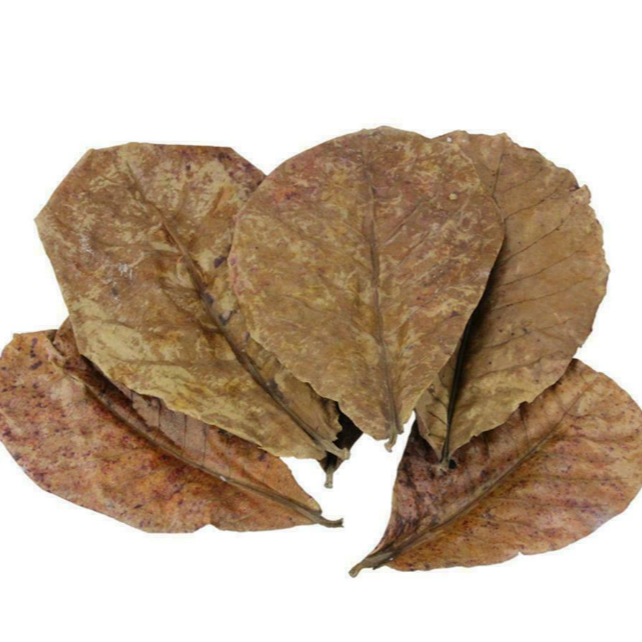 X20 Large Catappa Indian Almond Leaves for Shrimp Discus Betta Fish Blackwater