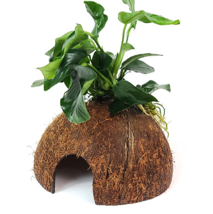 ANUBIAS NANA PETITE ON COCONUT SHELL, PLECO CAVE, SHRIMP SAFE AQUARIUM Ornament