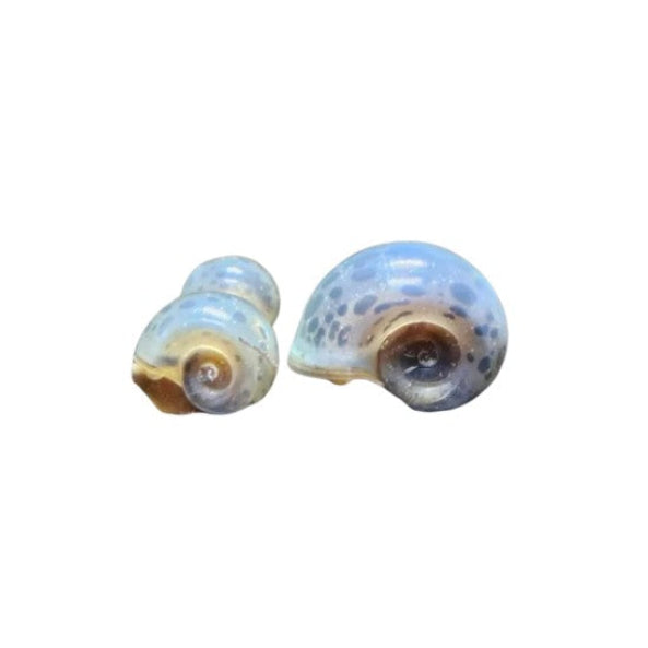 X6 MIXED SIZES BLUE LEOPARD RAMSHORN SNAILS, EATERS EXCELLENT CLEAN UP CREW