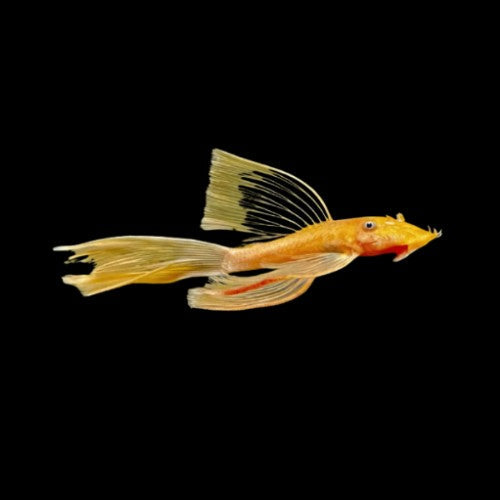 X1 Long fin Blue eye Lemon Bristlenose 3-4cm Tropical Fish