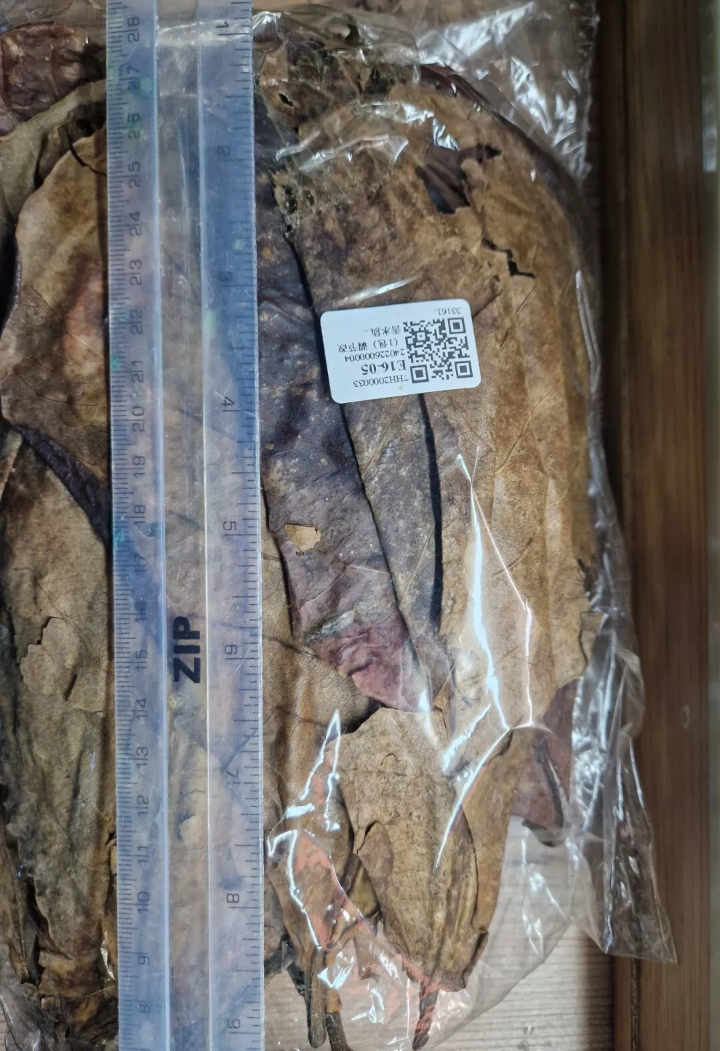 X20 Extra Large Catappa Indian Almond Leaves for Shrimp Discus Fish Blackwater