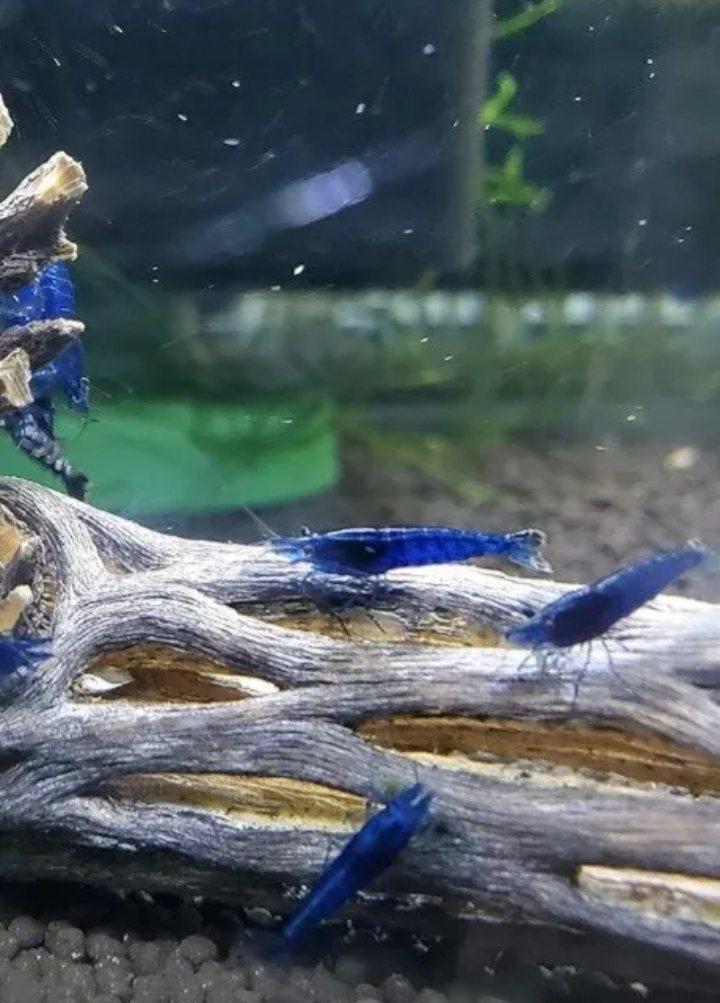 5X Cholla Cactus Wood Aquariums Shrimp Snails Fry Aquascape Pleco 5-6cm