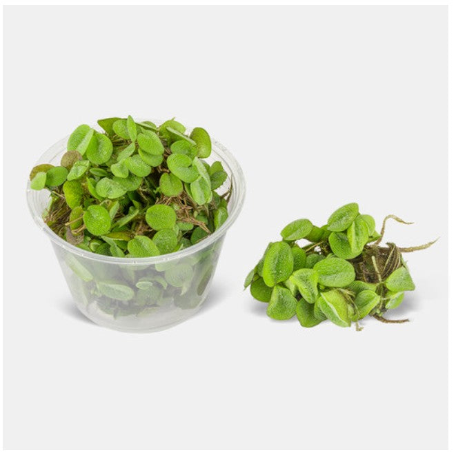 Salvinia Natans Live Aquarium Plants Tropical Aquascaping Aquatic Water