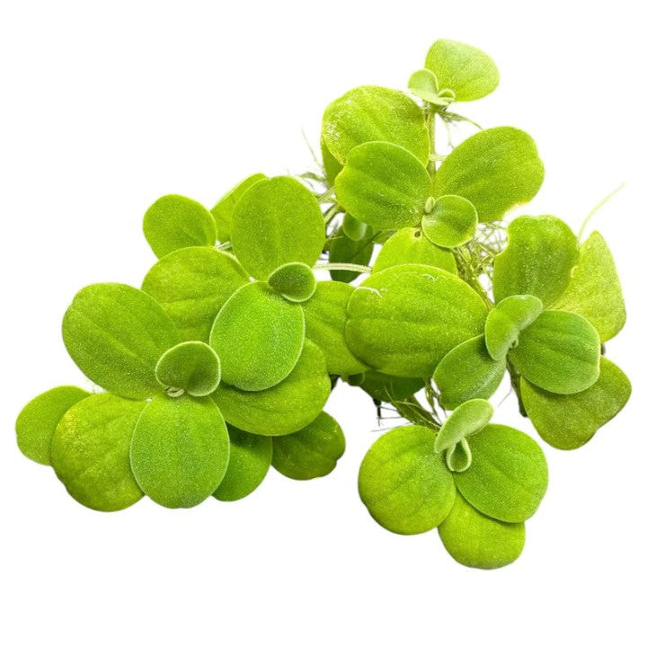 20 X Water Lettuce! Best freshwater aquarium floating plants! Pistia stratiotes!
