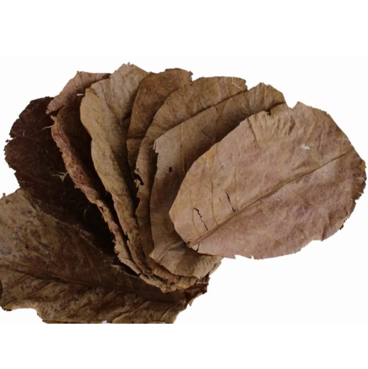 X20 Extra Large Catappa Indian Almond Leaves for Shrimp Discus Fish Blackwater