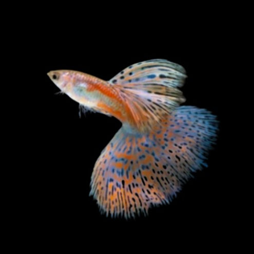 Pink/Blue GRASS GUPPIES YOUNG BREEDING PAIR TROPICAL FISH