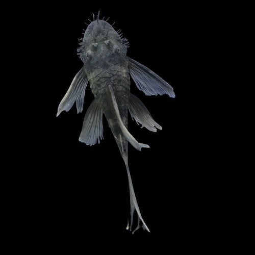 Green Dragon Long fin Bristlenose Pleco Ancistrus catfish Young 3-4cm Tropical FISH