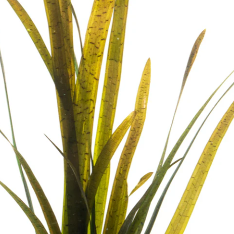 X10 Vallisneria Spiralis Leopard Live Aquarium Plants Tropical Aquascaping