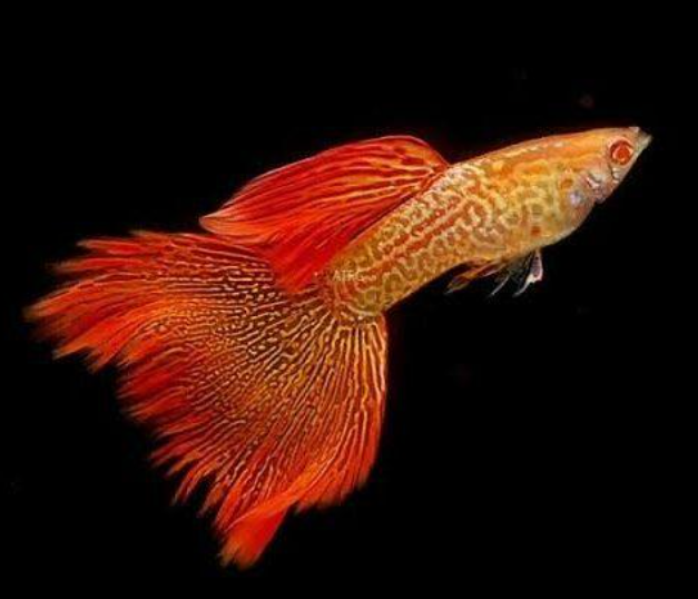 ALBINO SUPERIOR RED SNAKE SKIN GUPPIES R.R.E.A YOUNG BREEDING PAIRS TROPICAL FISH