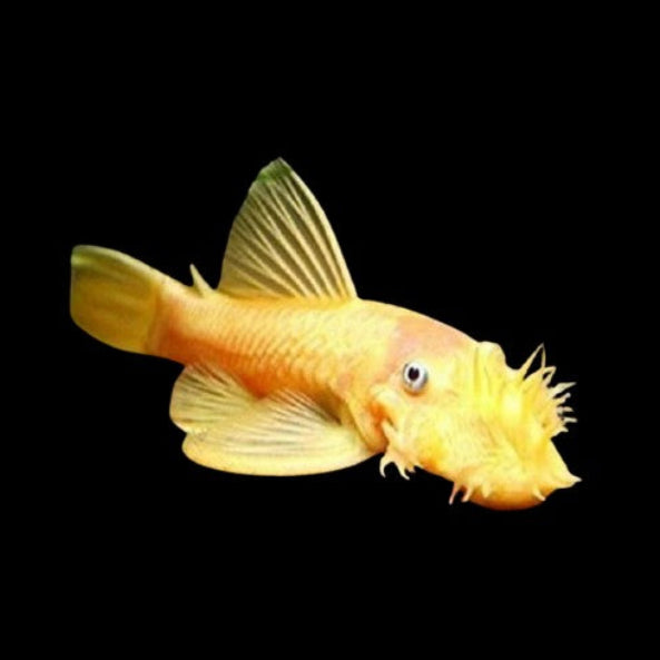Lemon Bristlenose Pleco Large young Male Tropical Fish