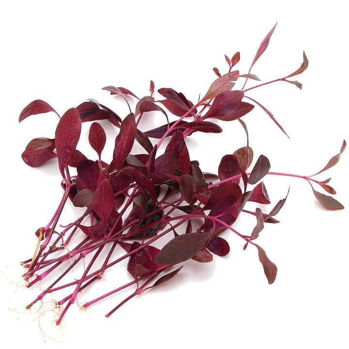 Alternanthera Sessilis Live Aquarium Plants Tropical Aquascaping Tank