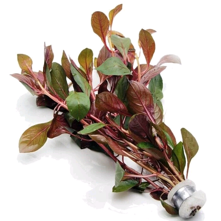 Ludwigia Glandulosa - Bunches - Live Aquarium Plants Tropical Aquascaping