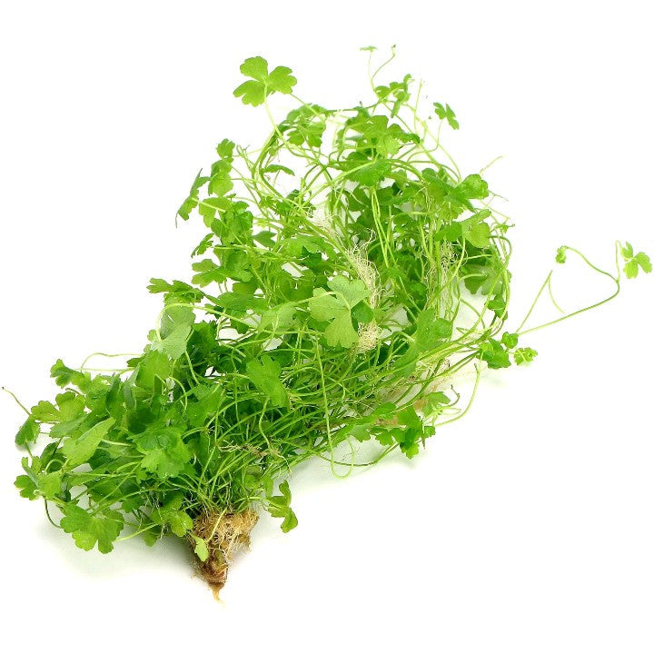 Hydrocotyle Tripartita sp Japan XL Live Aquarium Plants Tropical Tank