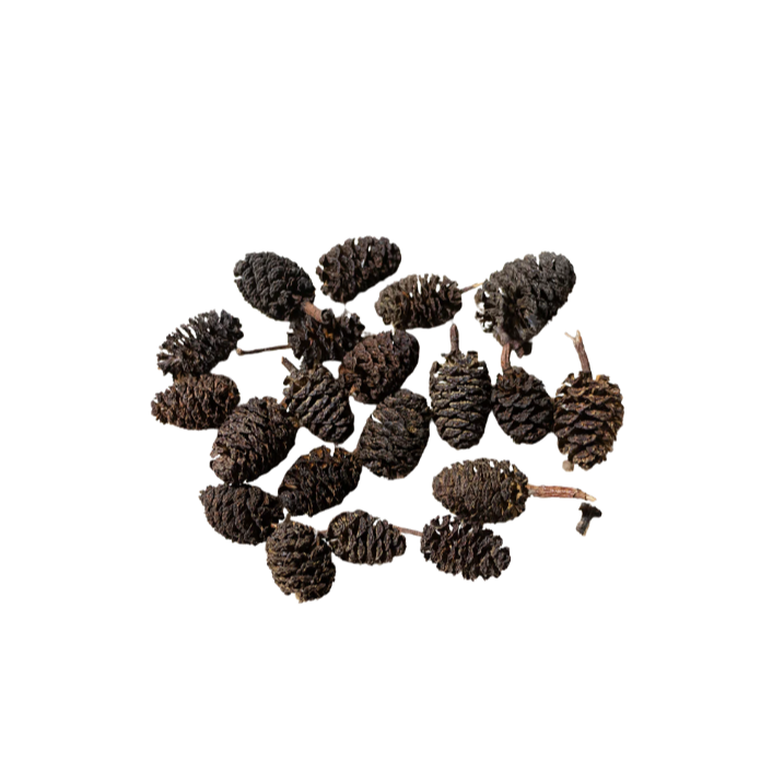 Alder Cones 20 Grams / Approx 70 - 100 cones Aquarium botanical Shrimp Hide