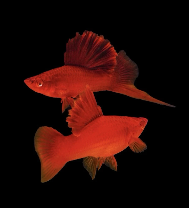 Cauliflower Swordtail (Xiphophorus Helleri) 3-4cm Breeding Pairs