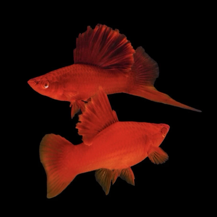 Cauliflower Swordtail (Xiphophorus Helleri) 3-4cm Breeding Pairs