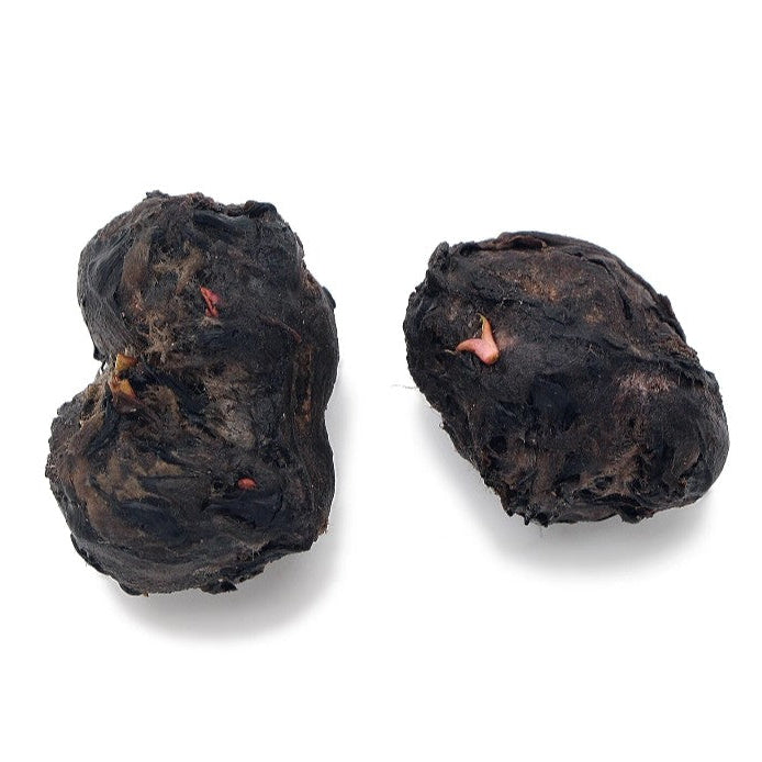 2 Bulbs Nymphaea Stellata Live Aquarium Plants Tropical Aquascaping Fish