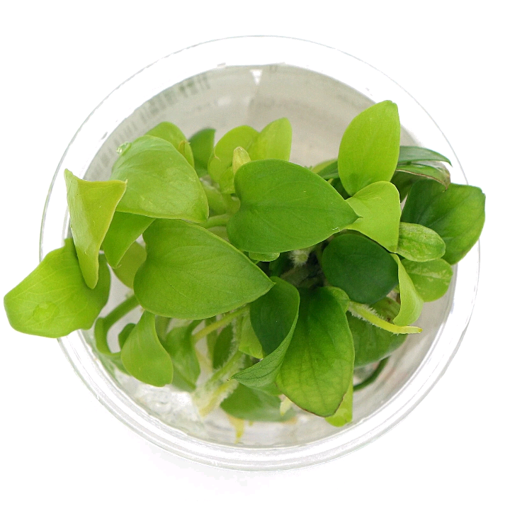 Anubias Nana Golden In Vitro Live Aquarium Plants Tropical