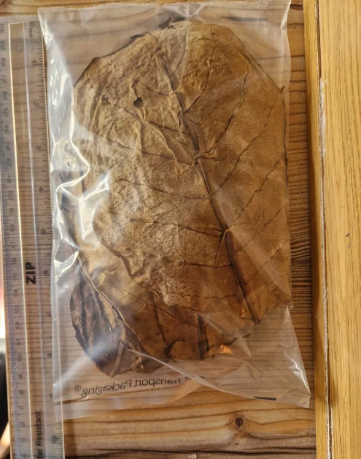 X20 Large Catappa Indian Almond Leaves for Shrimp Discus Betta Fish Blackwater
