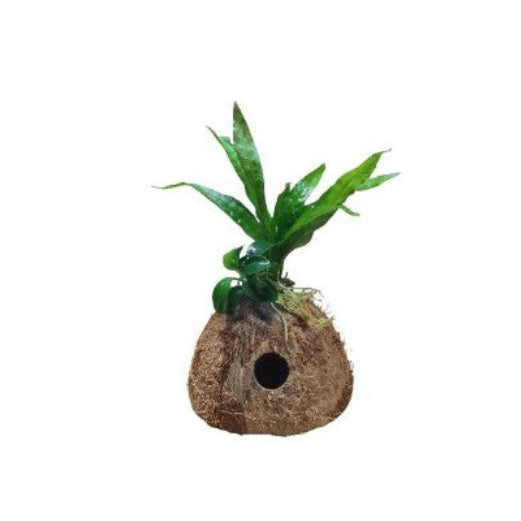 ANUBIAS NANA PETITE/JAVA FERN ON COCONUT SHELL PLECO HIDE SHRIMP SAFE AQUARIUM