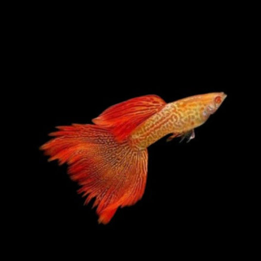 ALBINO SUPERIOR RED SNAKE SKIN GUPPIES R.R.E.A YOUNG BREEDING PAIRS TROPICAL FISH