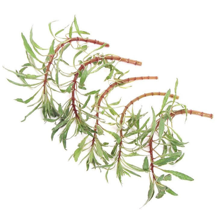 Ludwigia Inclinata Cuba White Edge Live Aquarium Plants Tropical