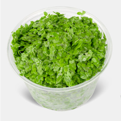 Duckweed Floating Oxygenated Live Plants 1000+ Tropical Fish Aquarium Pond Tank