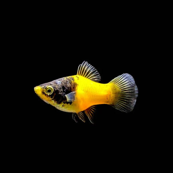 Bumblebee Platy Xiphophorus Maculatus Tropical Fish