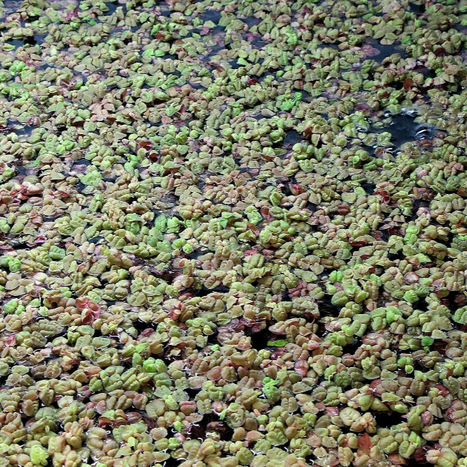 Red Root Floater Phyllanthus Fluitans Floating Live Aquarium Plants