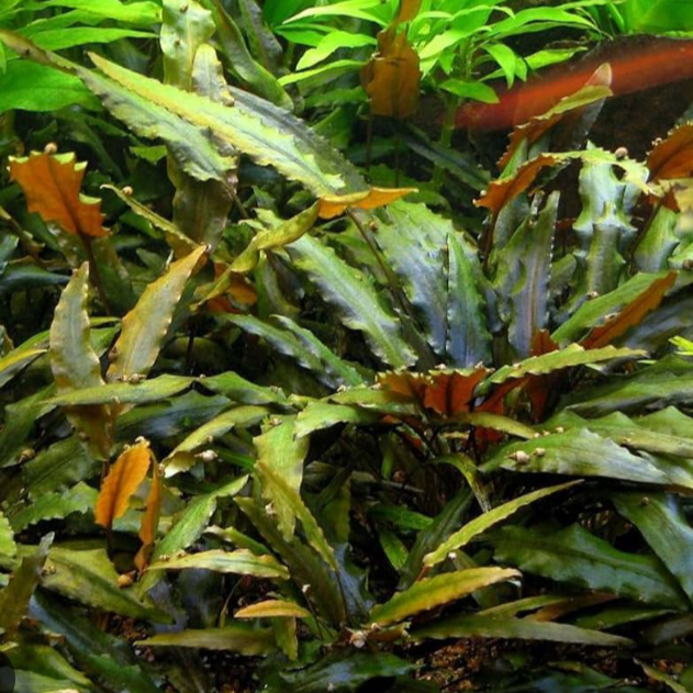 Cryptocoryne wendtii Brown Live Aquarium Plants Tropical Aquascaping