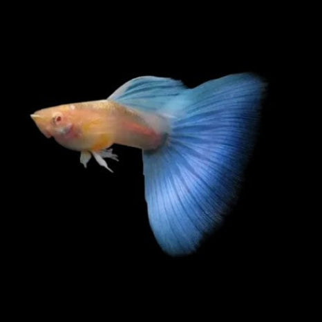 SKY BLUE ALBINO TOPAZ GUPPIES -YOUNG BREEDING PAIR- PEACEFUL-TROPICAL