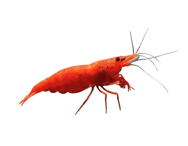 Fresh Water Shrimp