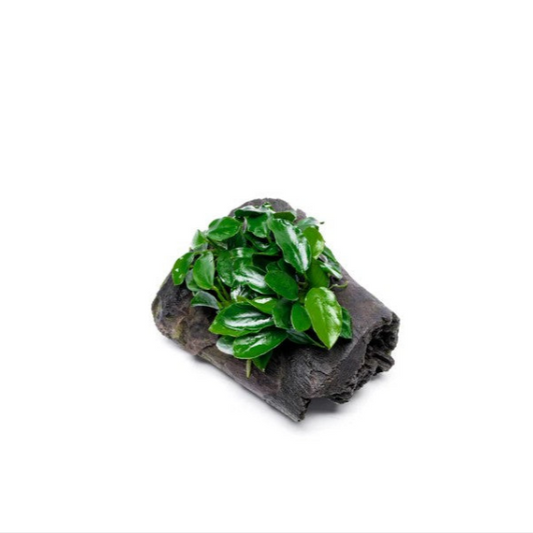 Anubias Nana on Cholla/ Driftwood Bog Wood Live Aquarium Plants Shrimp Safe 10-15cm