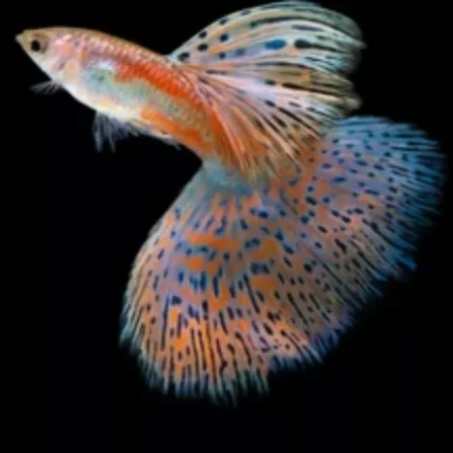 Pink/Blue GRASS GUPPIES YOUNG BREEDING PAIR TROPICAL FISH
