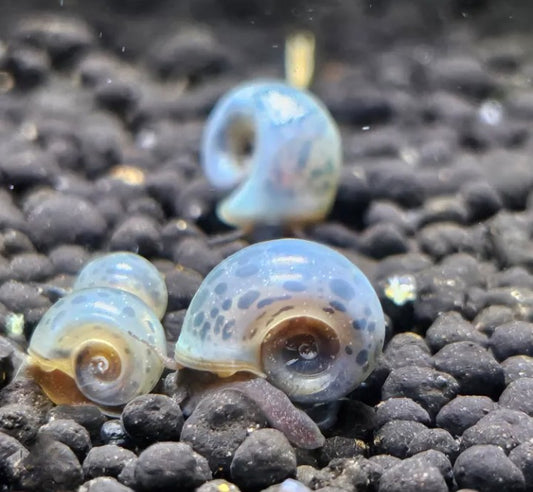 (Copy) X6 MIXED SIZES BLUE RAMSHORN SNAILS, EATERS EXCELLENT CLEAN UP CREW