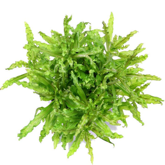 Pogostemon helferi Live Aquarium Plant Shrimp Safe Scape Tank Aquascaping