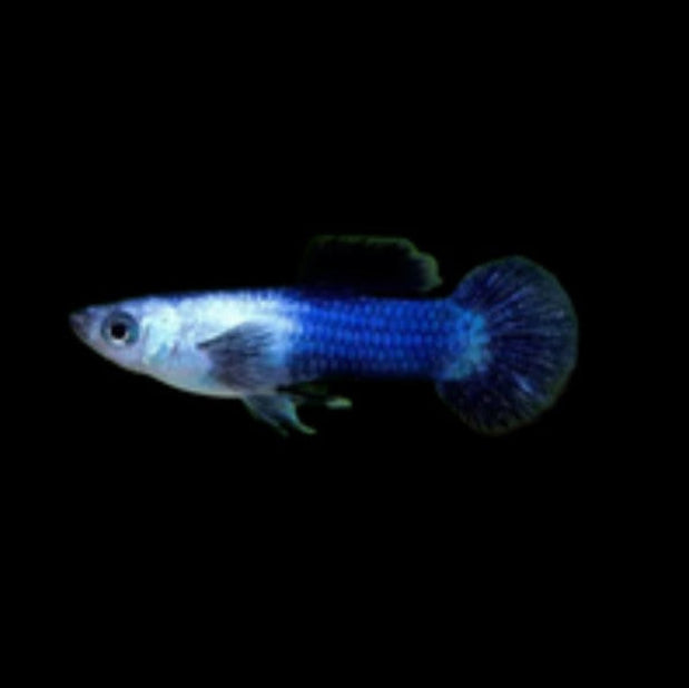 Blue Panda Guppies Young Breeding Pairs Tropical Fish