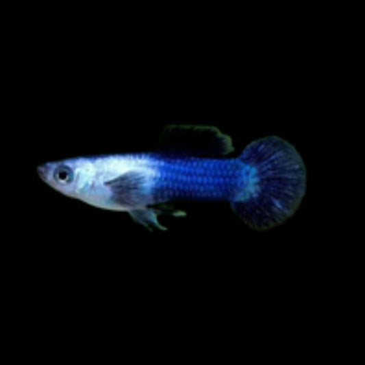 Blue Panda Guppies Young Breeding Pairs Tropical Fish