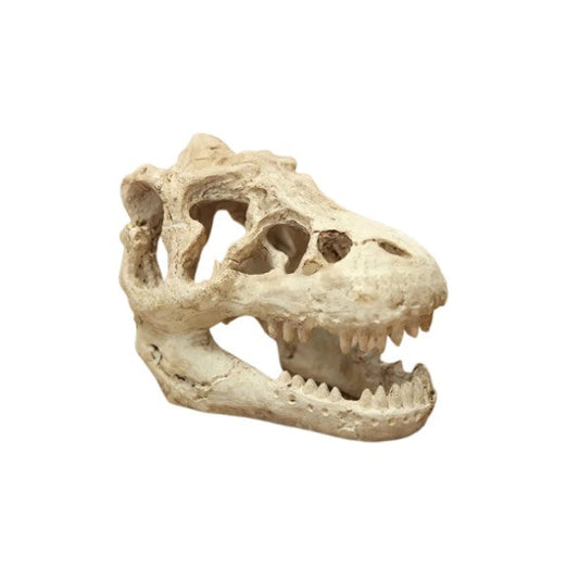 Small Nano Aquarium Dinosaur Skull Head Ornament Fish Tank Decoration