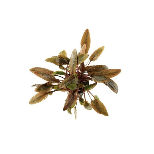Cryptocoryne wendtii Brown Live Aquarium Plants Tropical Aquascaping