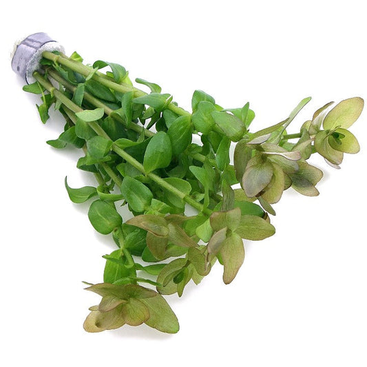 Bacopa Caroliniana Bunch Live Aquarium Plants Tropical Aquascaping