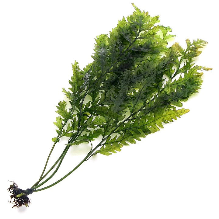 4x Bolbitis Heudelotii (XL) Live Aquarium Plants Tropical Fish Tank Plant