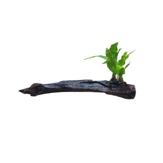 Java Fern On Driftwood Purple Mahogany Live Aquarium Aquatic Plants 25-30cm